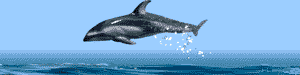 This Is A Rhythmic Dolphin Doing 
Individual Routine Exercise :-)
